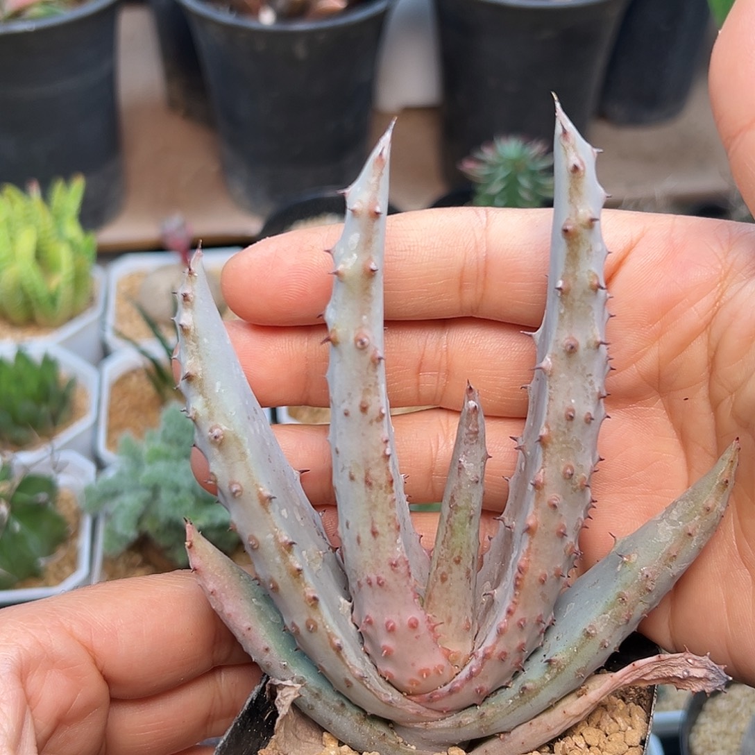 鬼切芦荟实生一颗