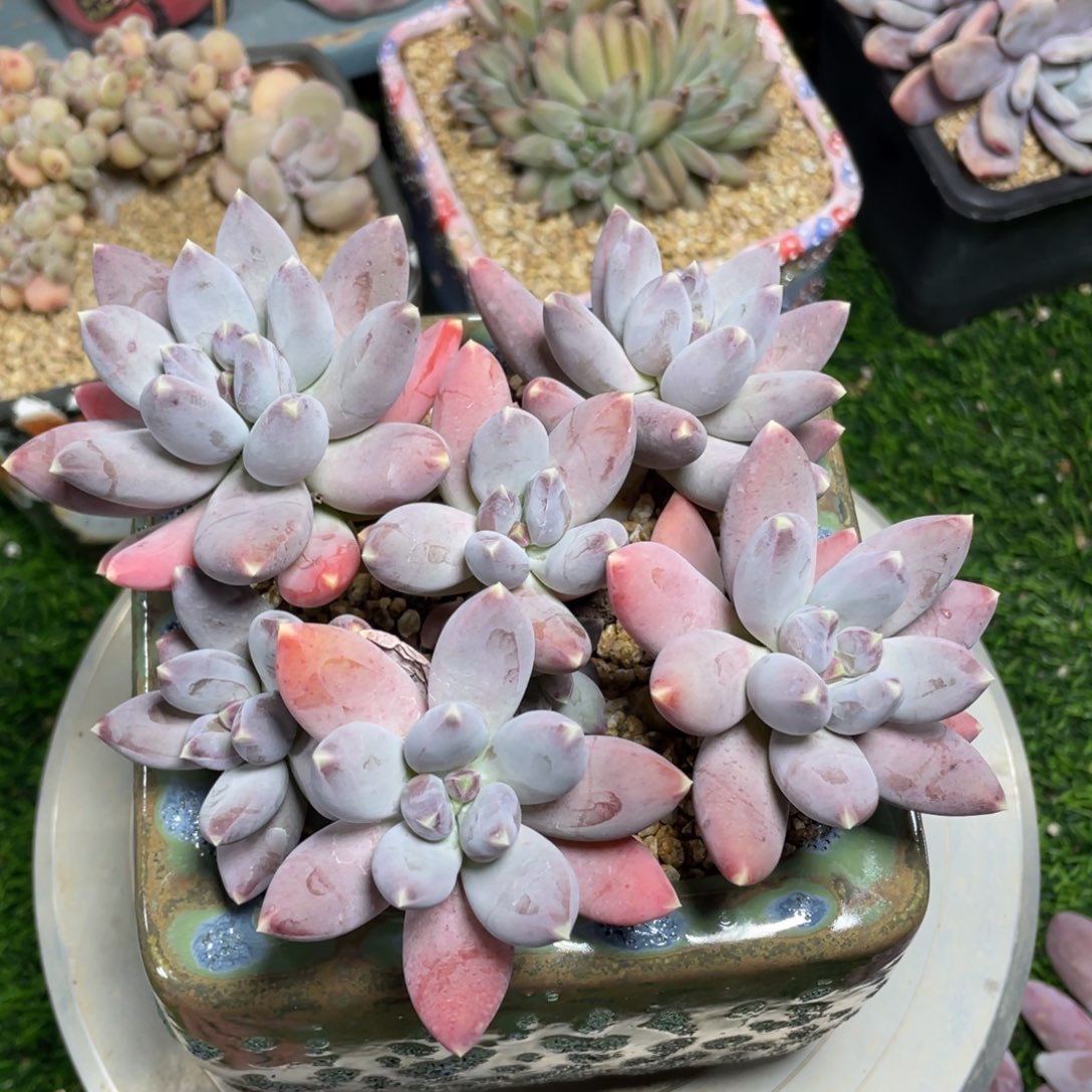 星空美人多肉植物