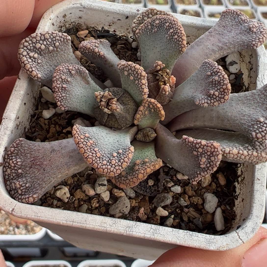 632多肉植物百科