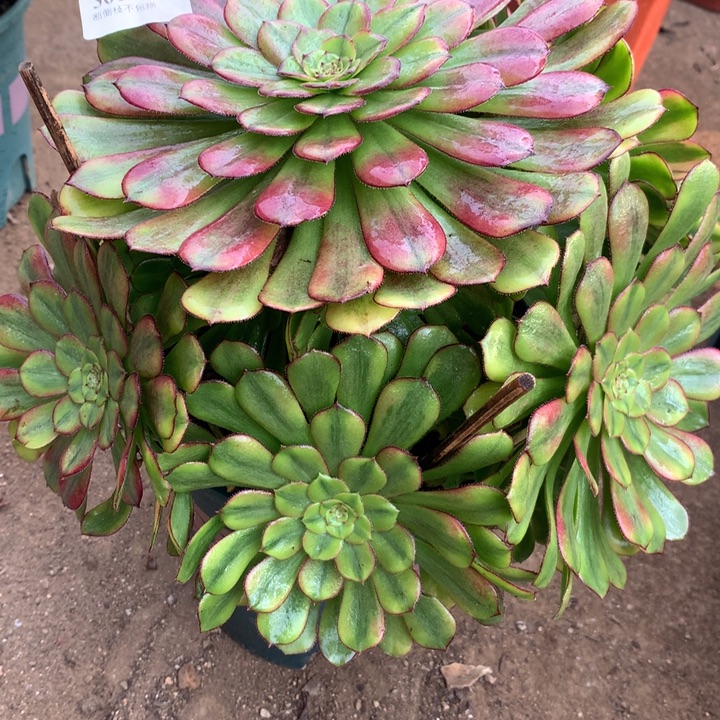 361幻月多肉植物特价