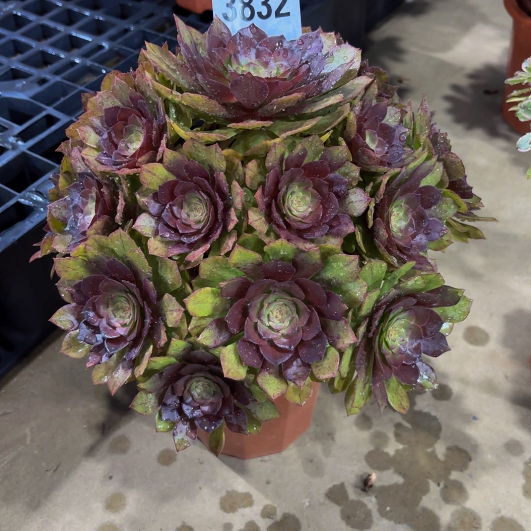 无花朵3832红魔111111