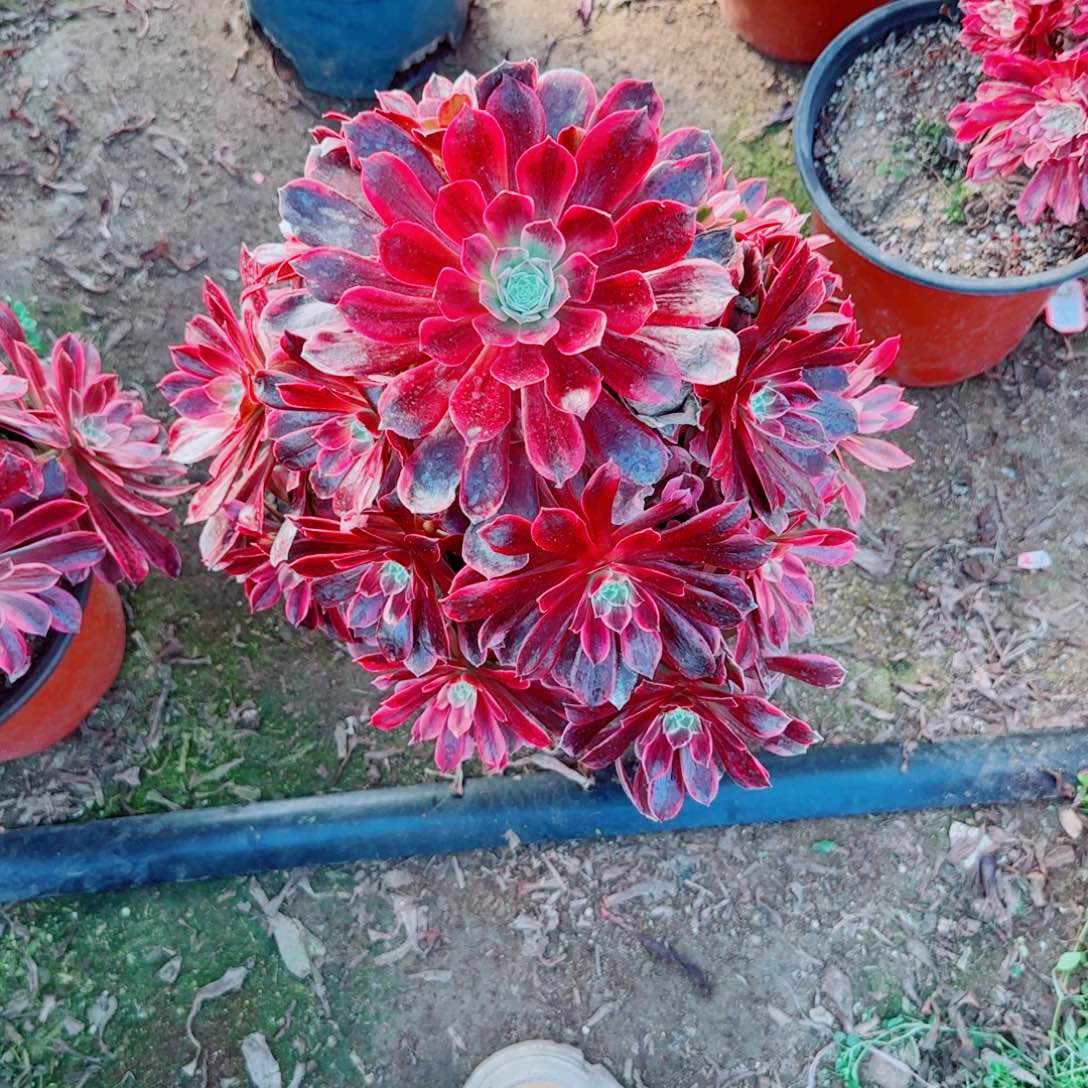 白婚纱法师多肉804