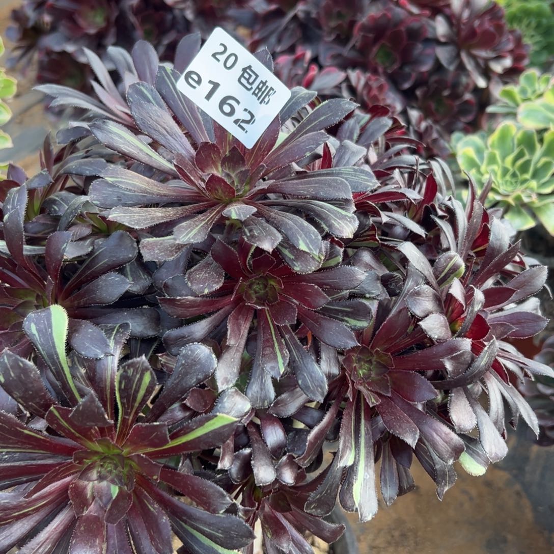 光****162魔法师拉丝，多肉法师