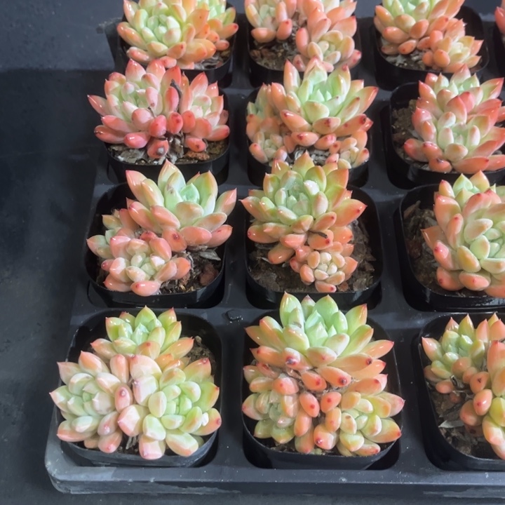 梅洛多肉双头起发只发新疆
