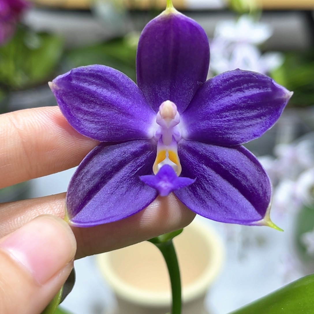完全开放2.5寸yc61开花株
