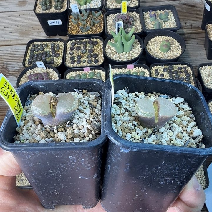 鈊****锥11-29-c9 大型风铃玉 心心