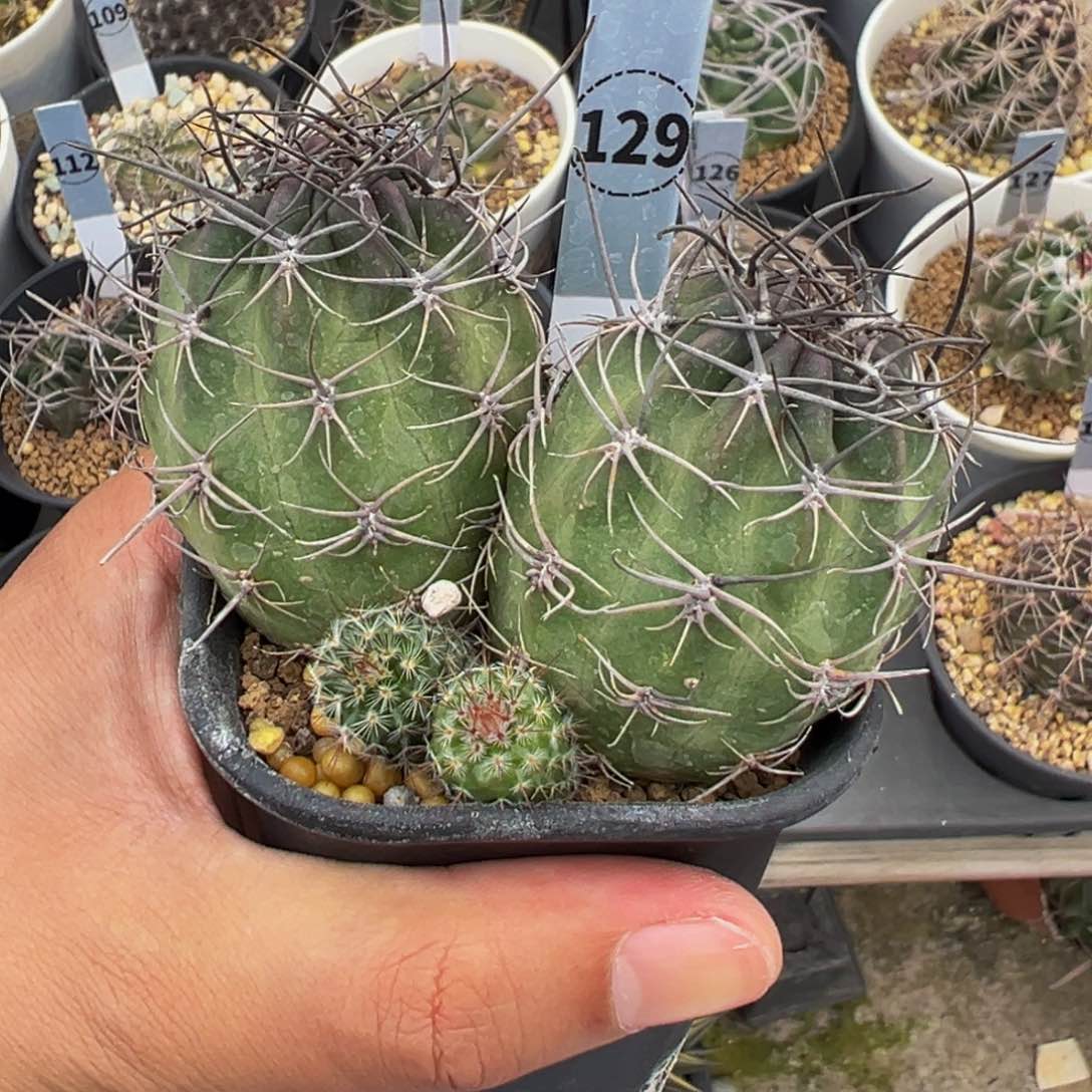 129实生根多肉植物带盆土