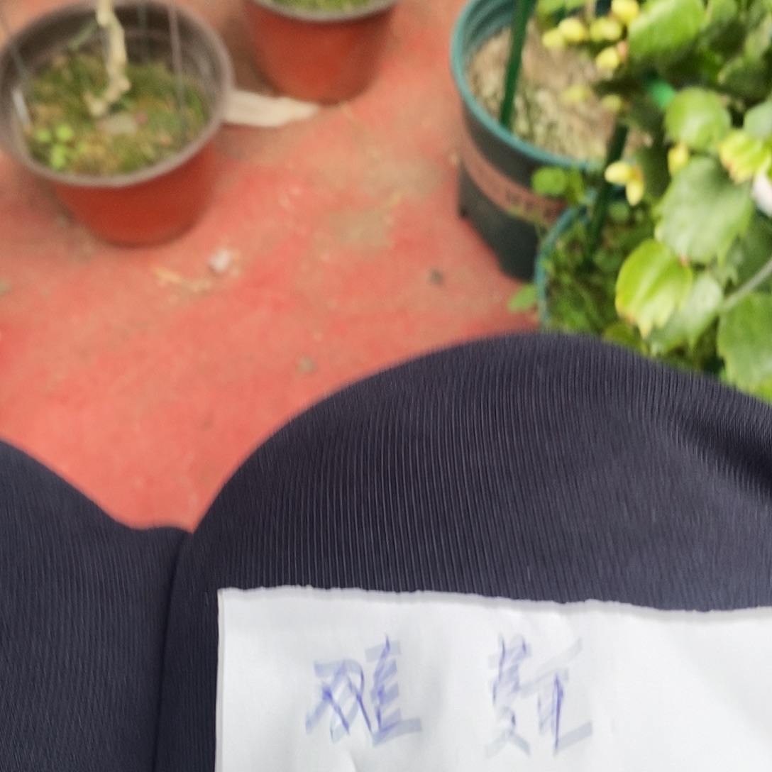 大***萌完全开放福利款叶片