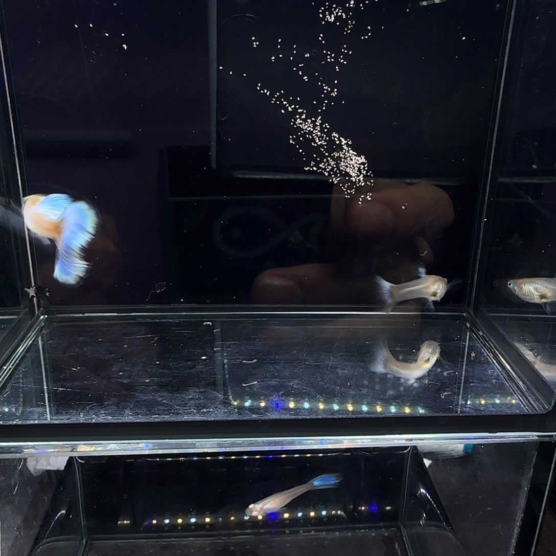 孔雀鱼拉珠利紫尾一对