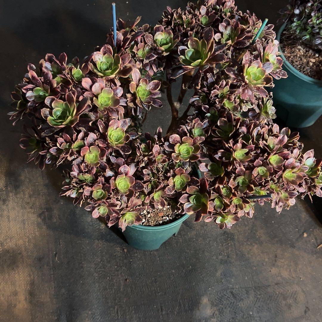 欧嘉莉全朵朵老桩瑕疵