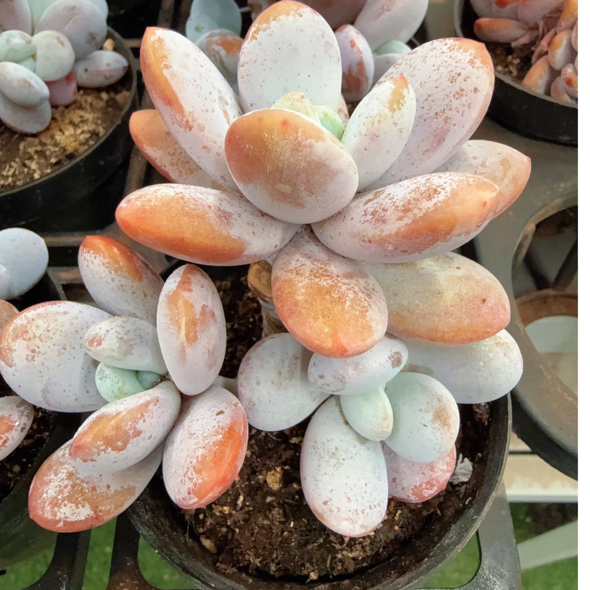 80#3-4头雪美人无砍(7-9cm)脱土