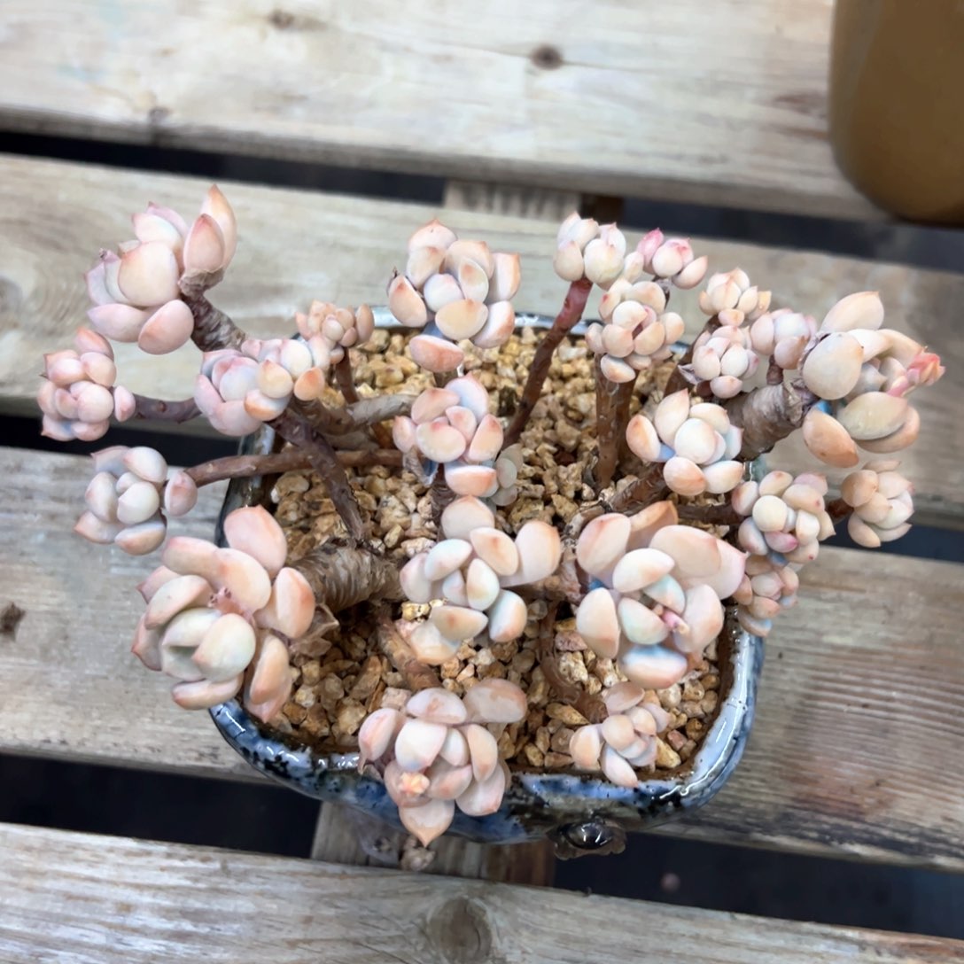 蜜桃格林28 零零多肉植物