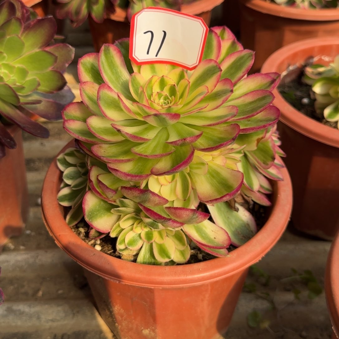 花好月又圆2025030571