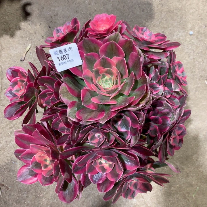 1607粉女郎多肉植物