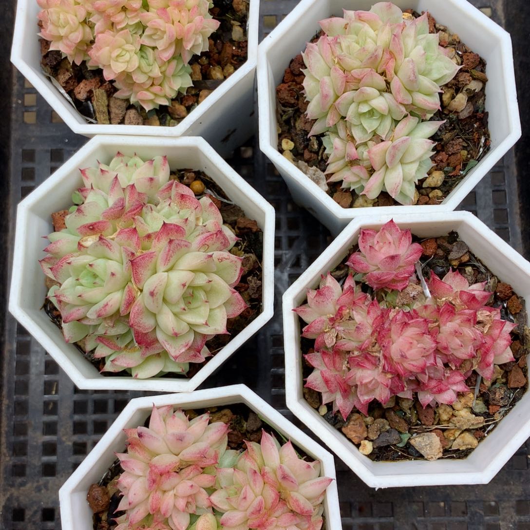 1130-108 套餐一组