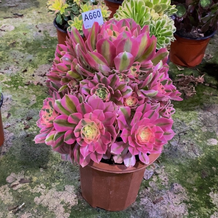 粉女巫多肉植物660