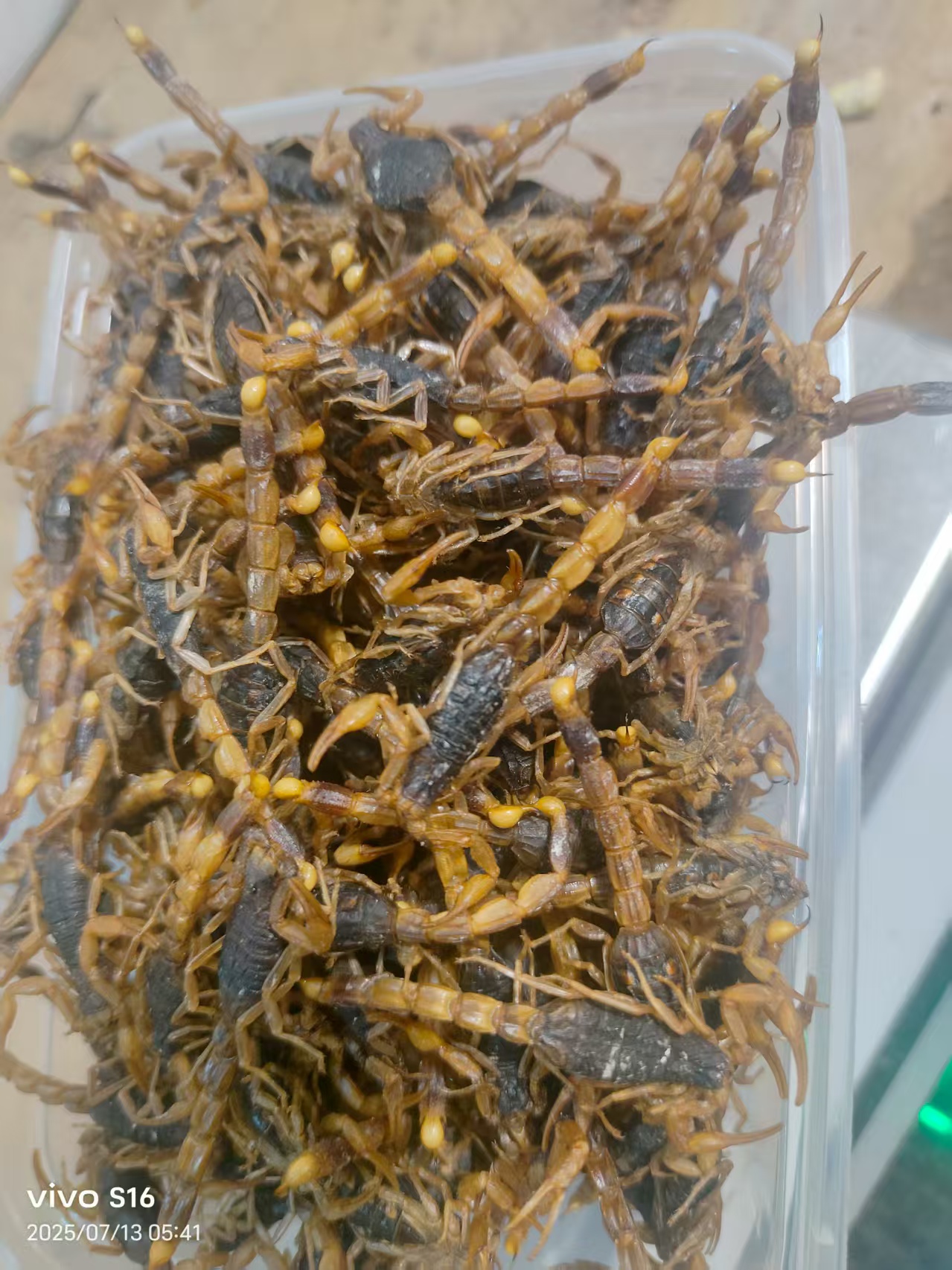 精品清水干蝎子。