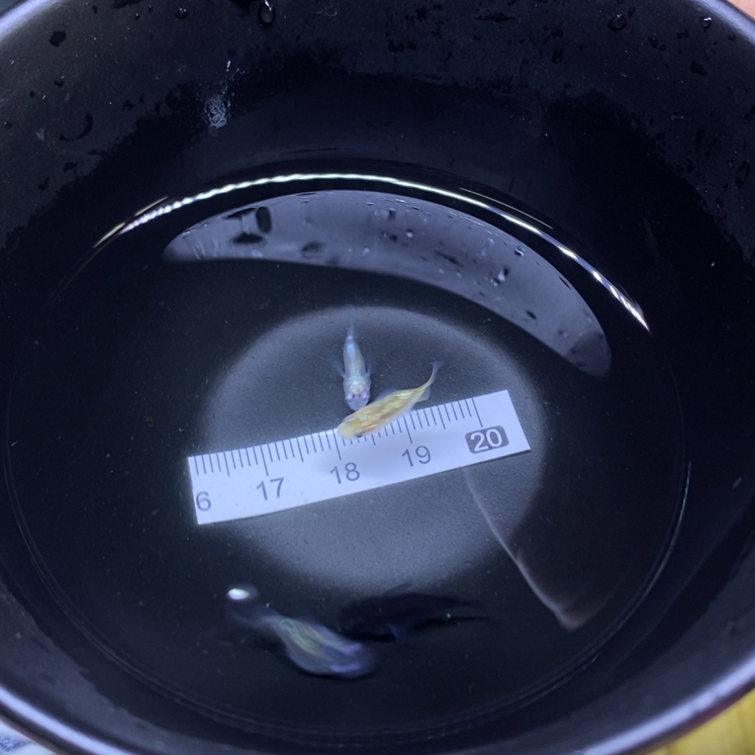 青鳉鱼球体球体22号