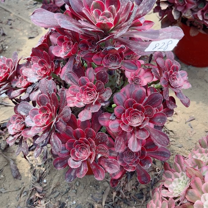 828丽娜宽锦多肉植物