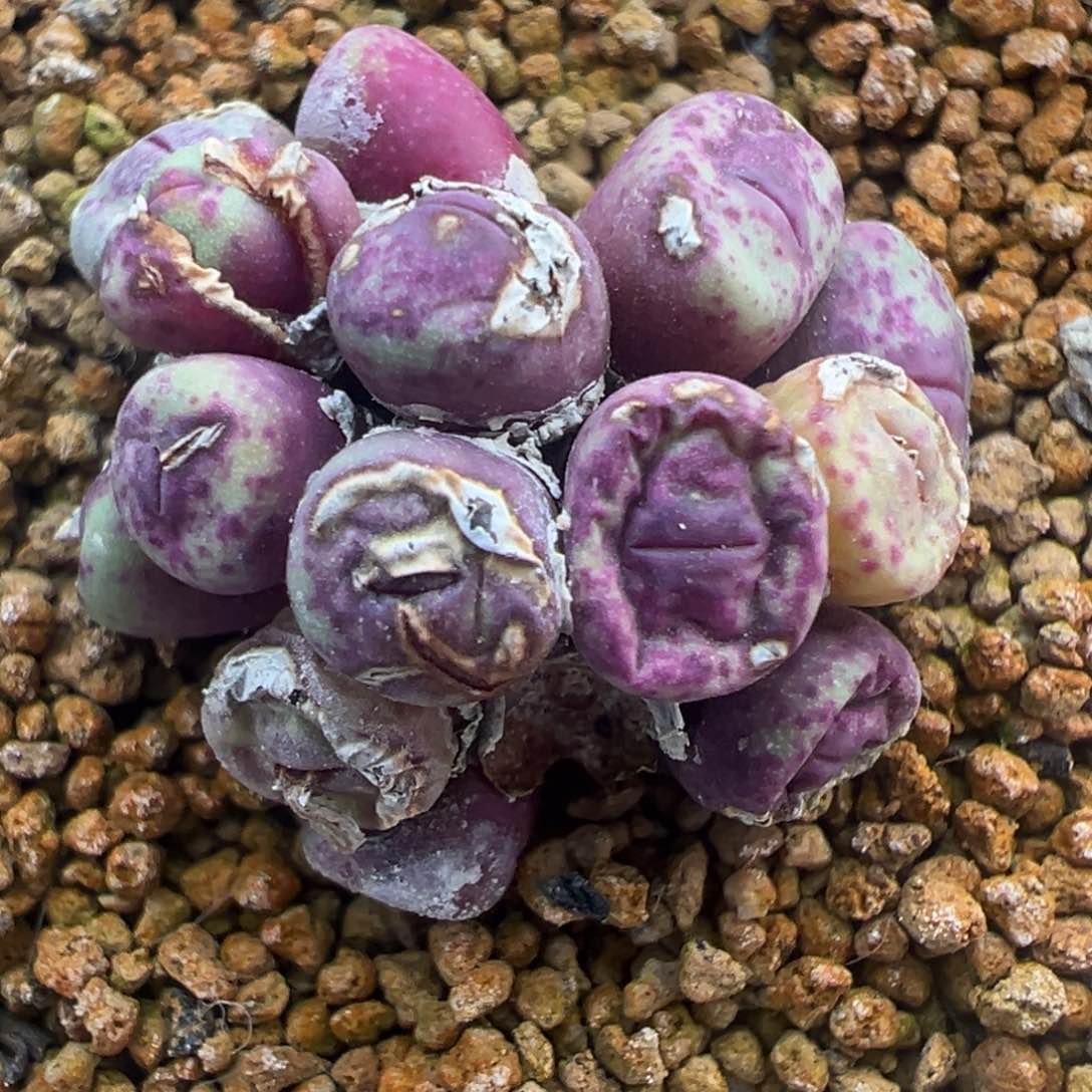 386福利漏带伤。            