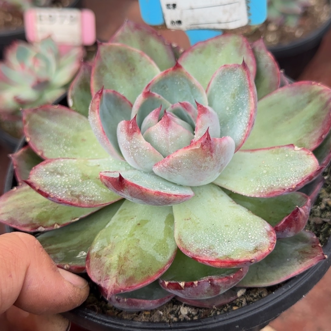 惊鸿一物一拍包装收缩花旱941