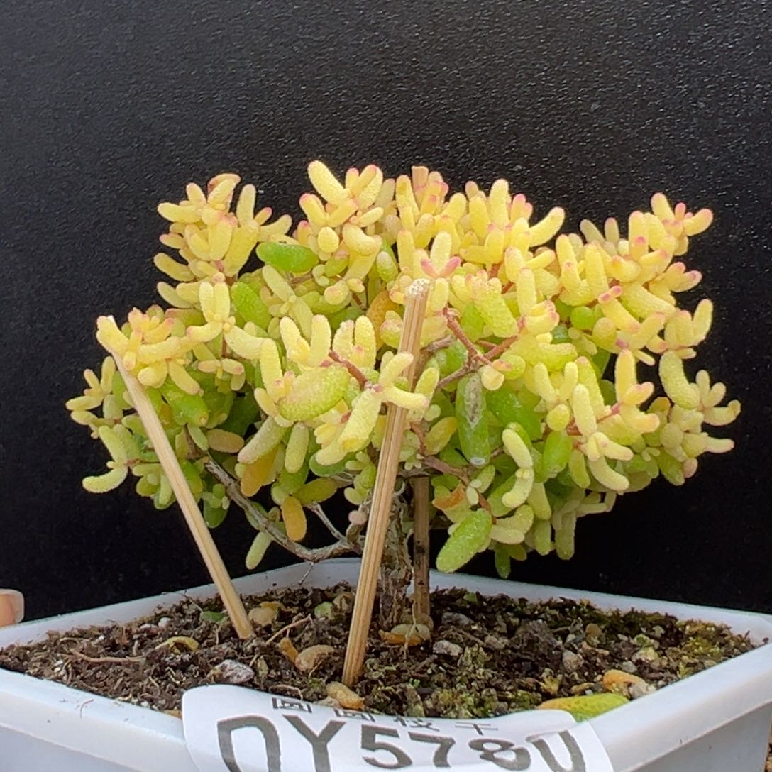 dy5780直杆老桩糖球黄化锦冠幅8.5cm