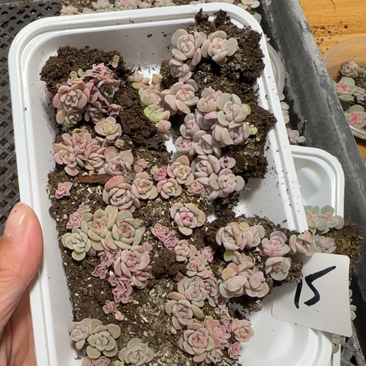 期***天75号王者系列种播多肉