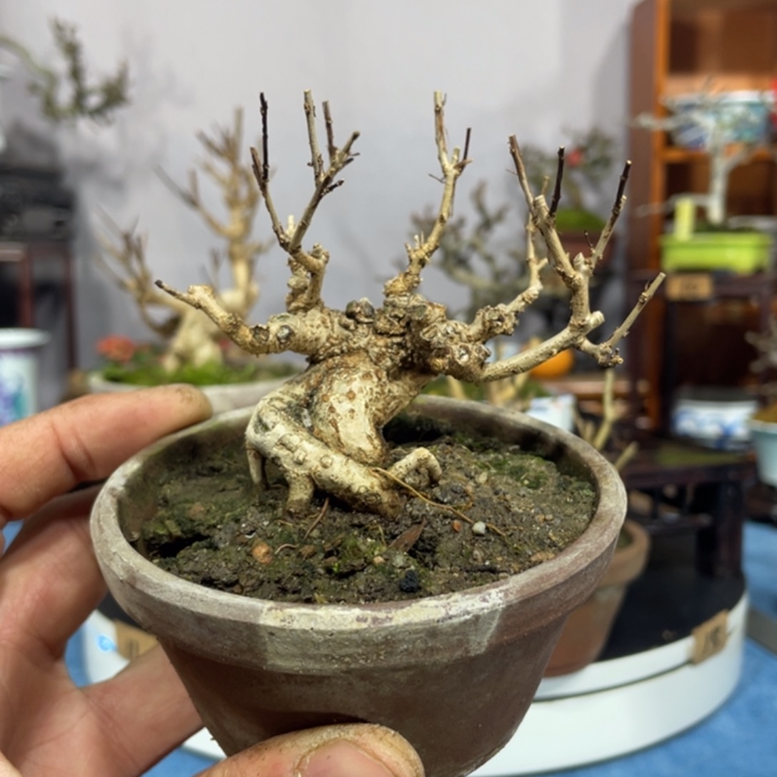 老***串无花朵石榴老桩盆景