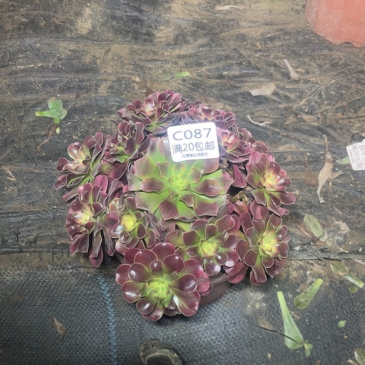 屹***087美杜莎多肉法师多肉