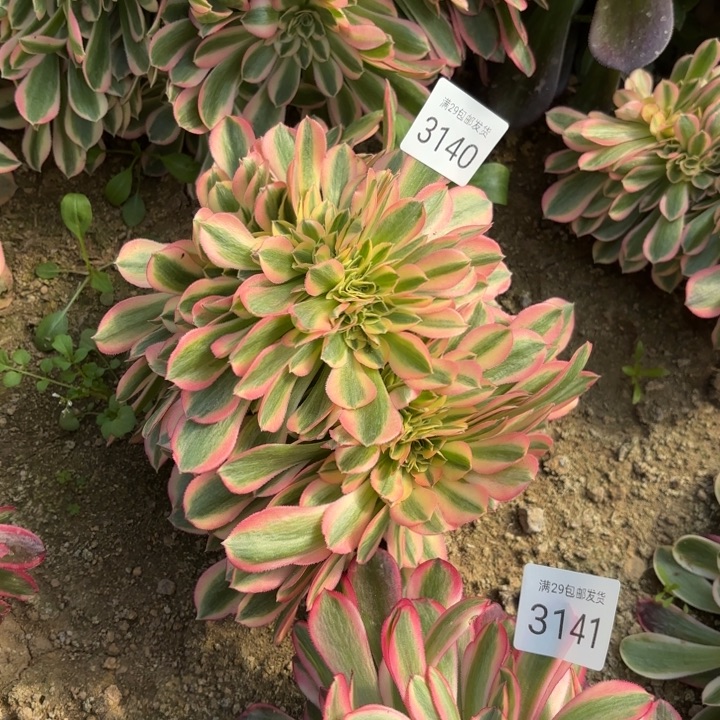 粉女巫坠多肉法师3140