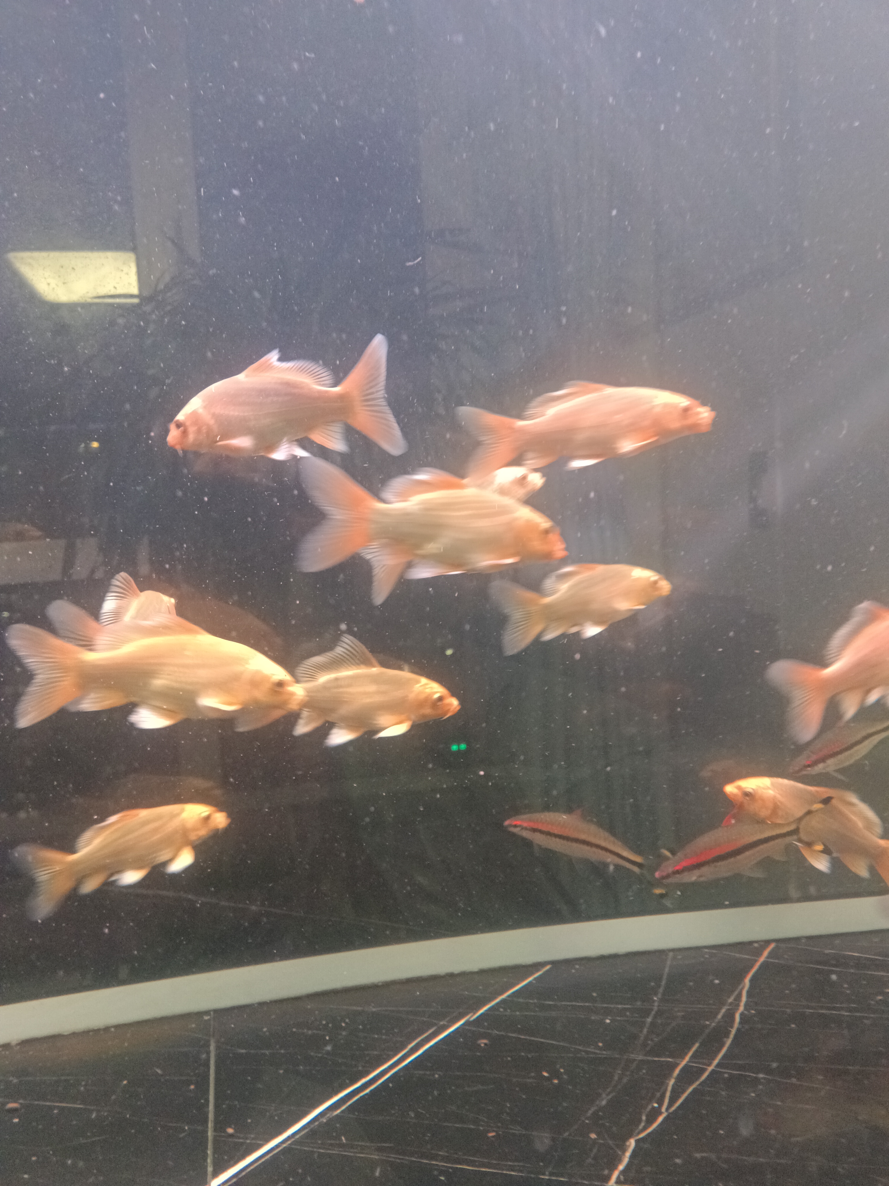 红色蝴蝶鲤冷水观赏鱼大鳍长尾短身好养耐活圆头活体