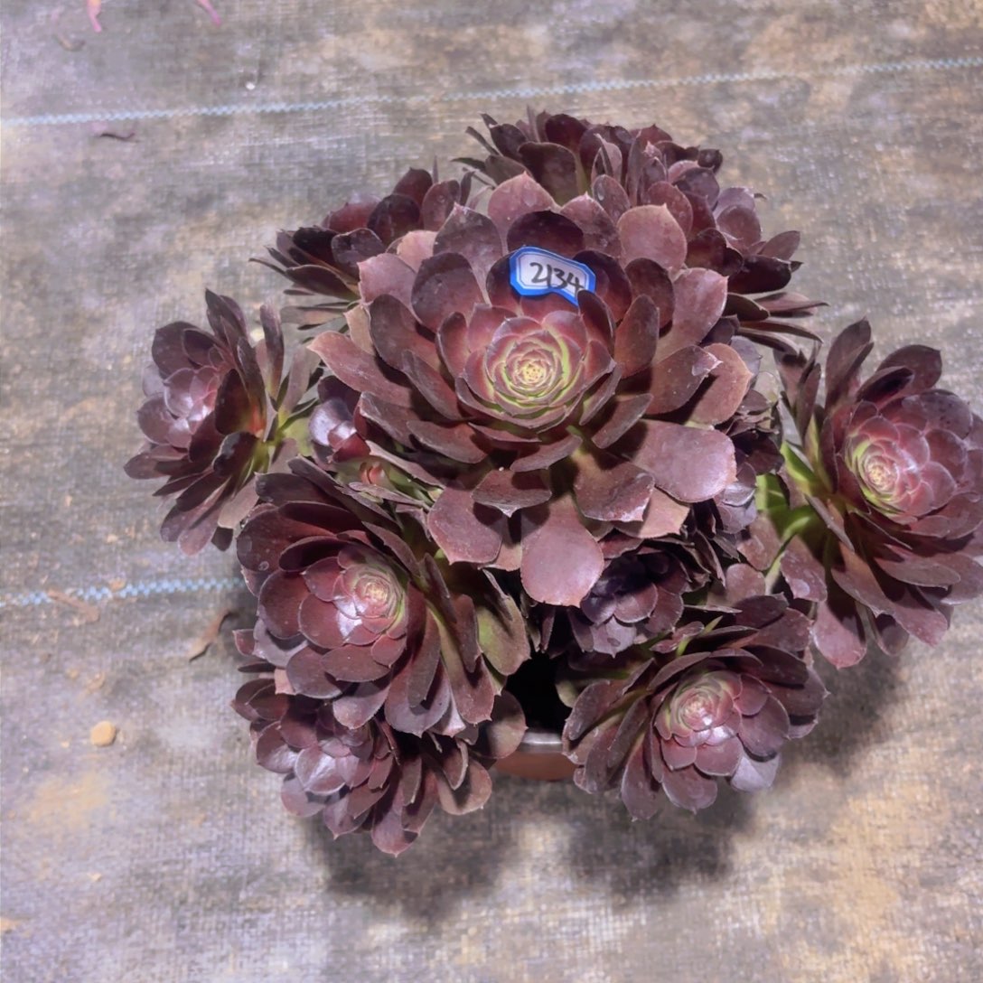 黑魔万2134法师多肉一物一拍