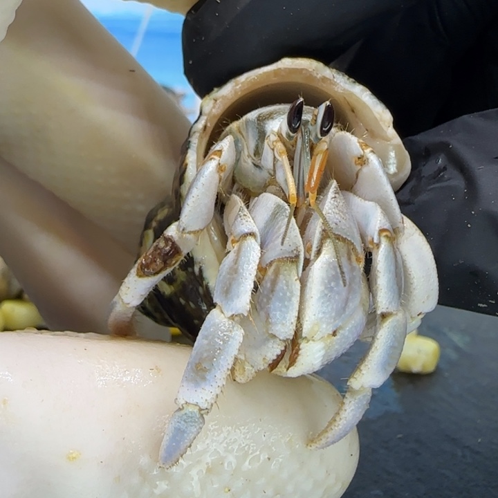 A22浅蓝 灰白1.6cm口径