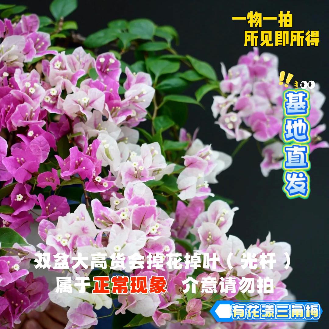 有花漾 【23双盆一物一拍会掉花落叶会成光杆介意勿拍】勤花三角梅