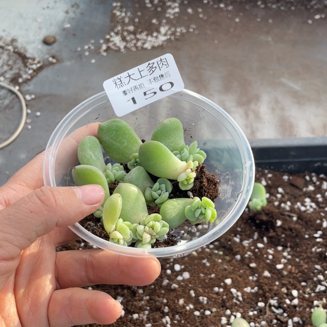 糕大上多肉植物150
