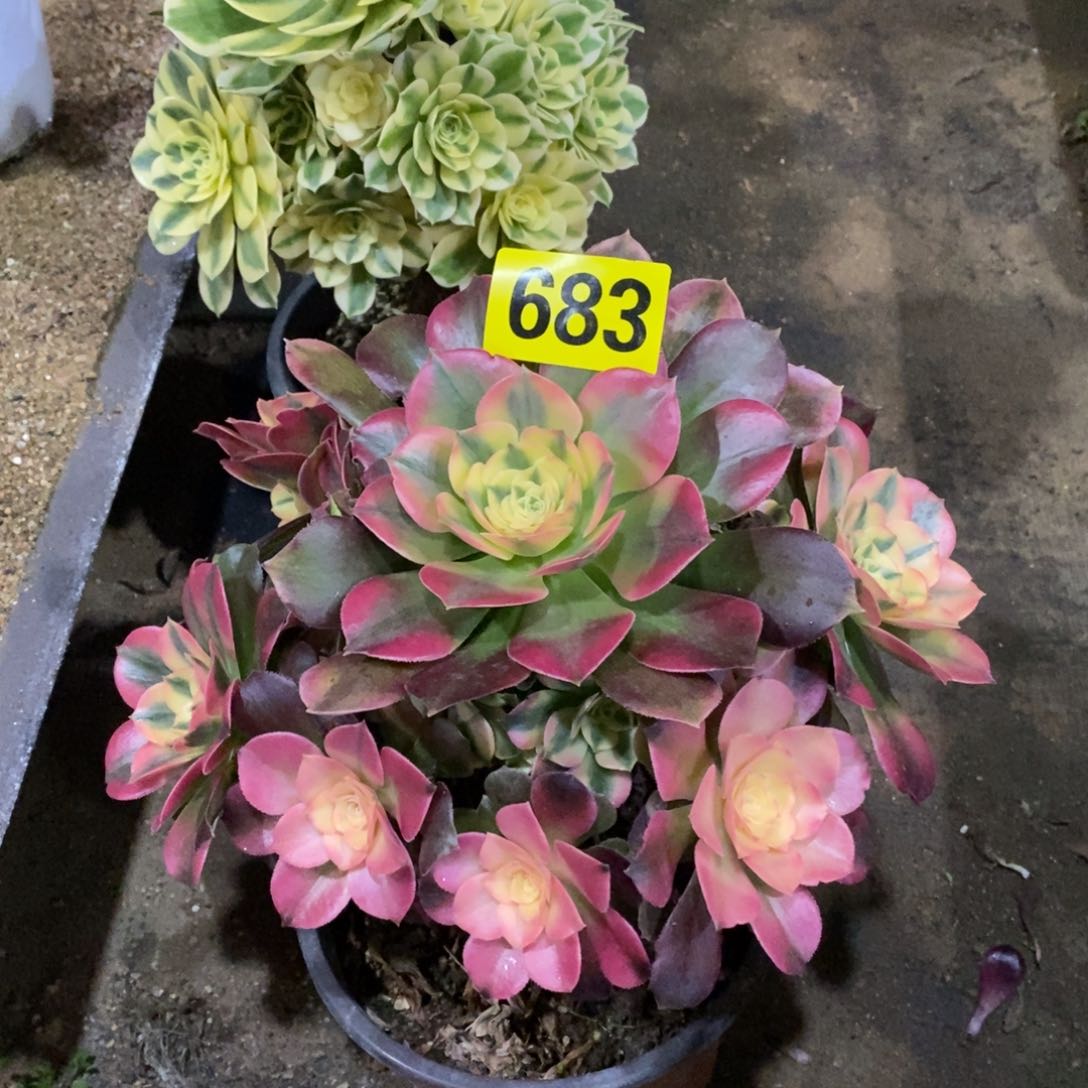 香妃多肉法师683