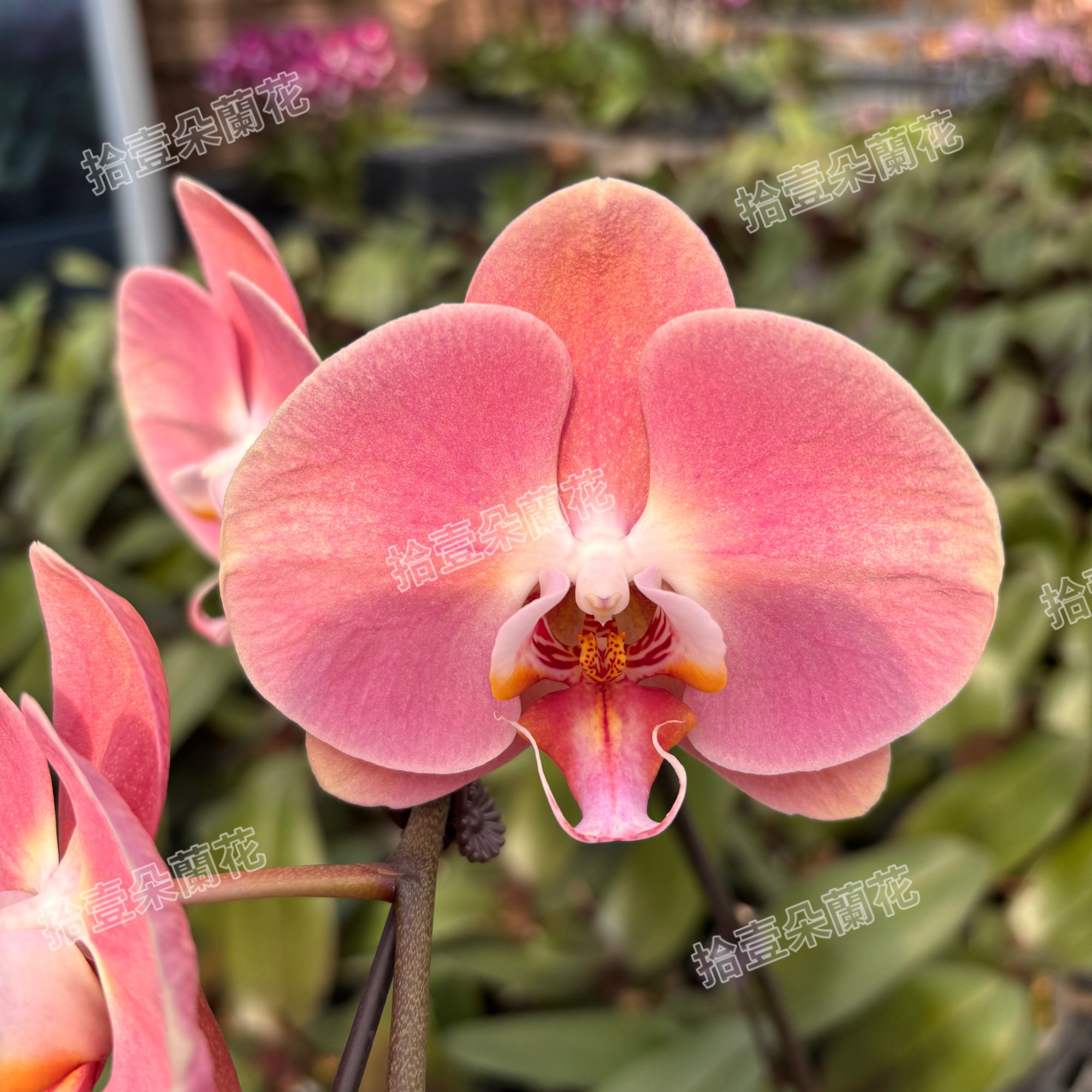 蝴蝶兰【大鲑鱼】3.5寸开花株