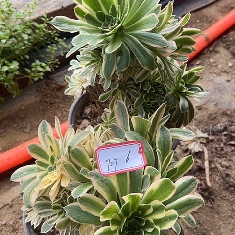 多肉植物金丝707