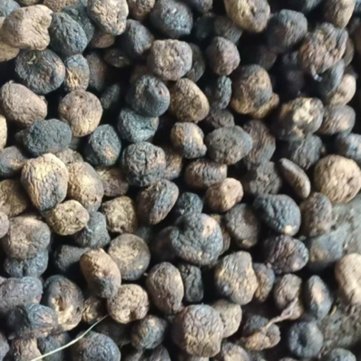 巧家干巴洋芋发芽洋芋老洋芋