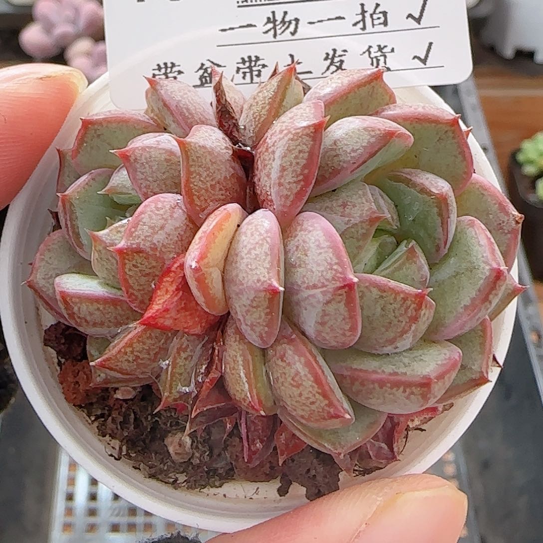 多肉0719-103粉和锦