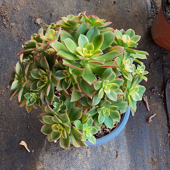 2595艳日辉多肉发货叶片有黑斑