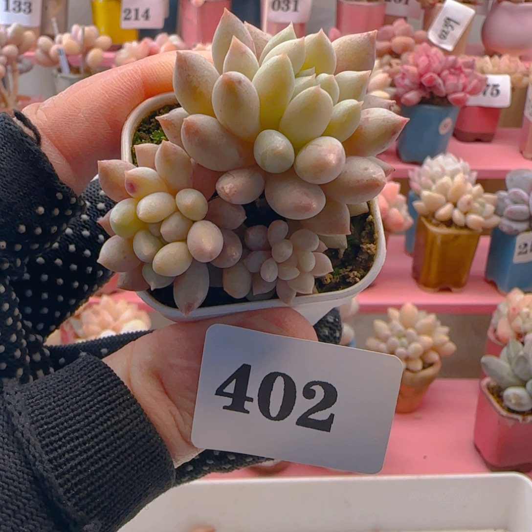 明珠402 ，带盆土发货，满38包邮非偏远。