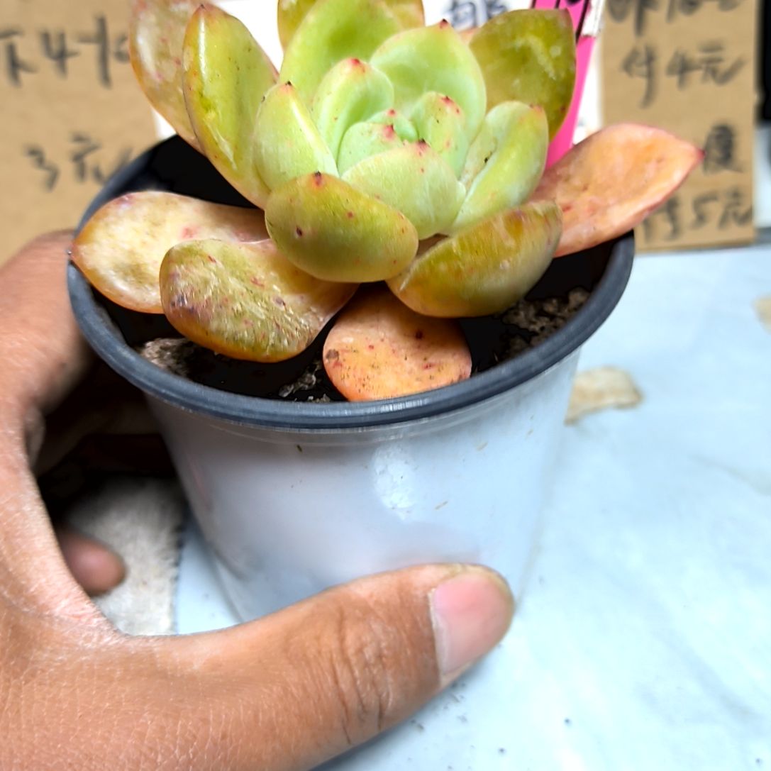 满6元包邮，#9号大颗香槟