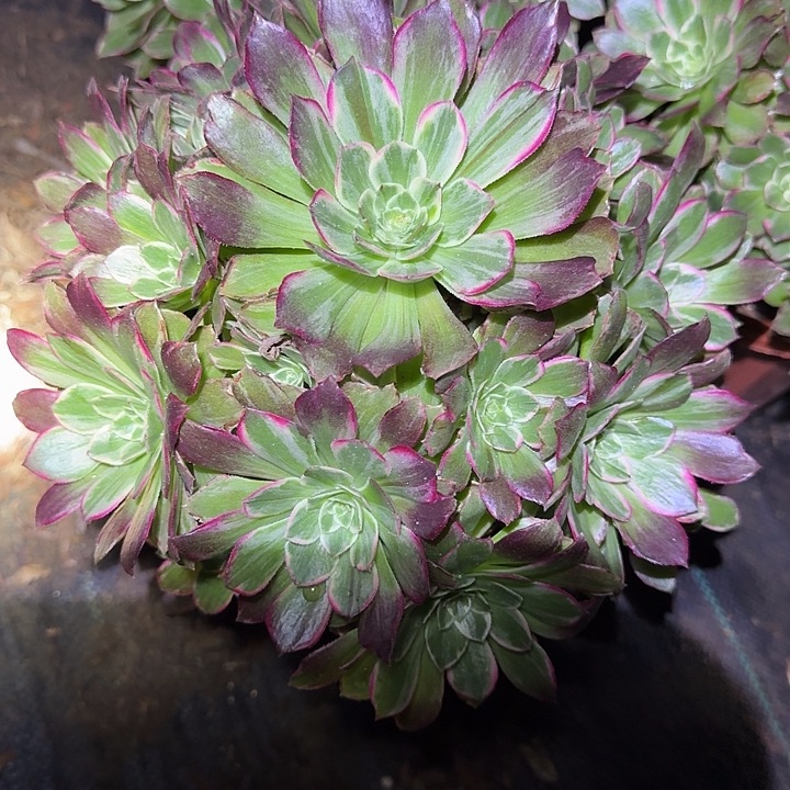 精品万花筒老桩亏本福利