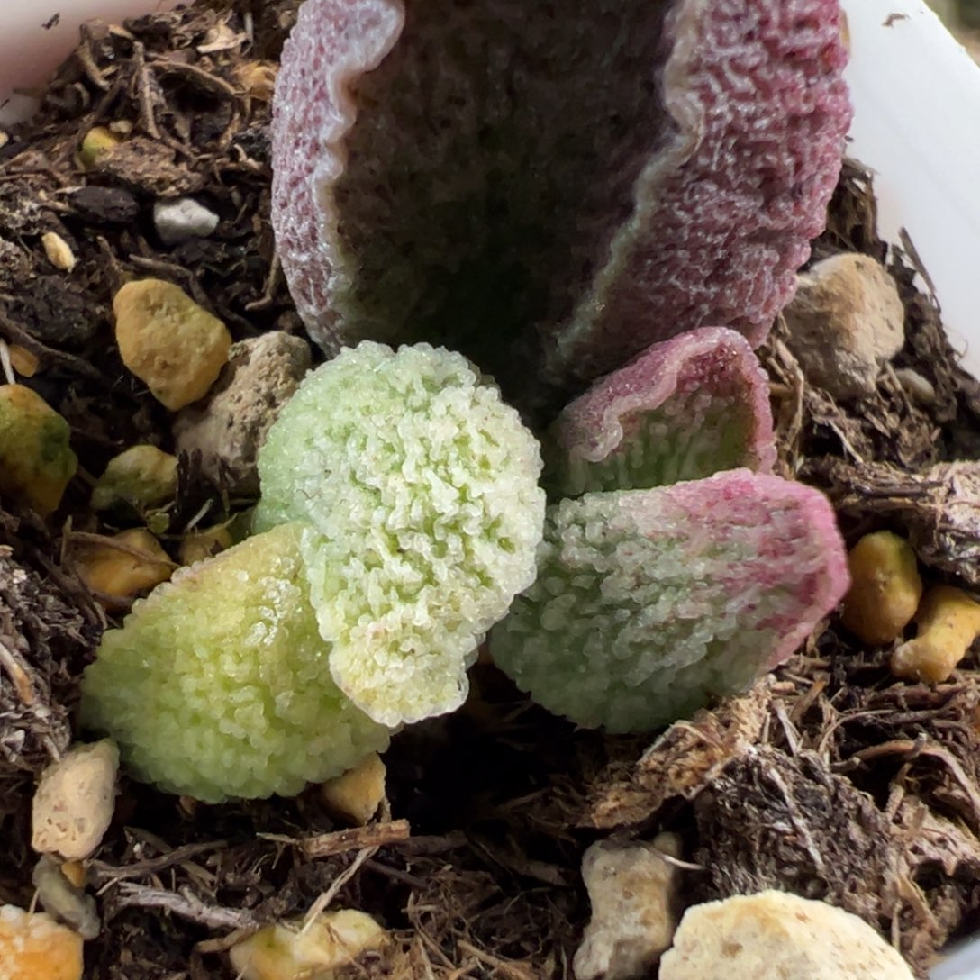 实生新品多肉植物水泡