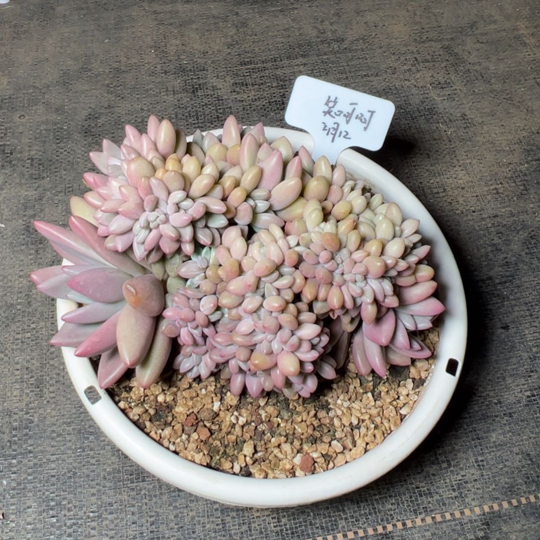 一物一拍链接，笑呵呵发货