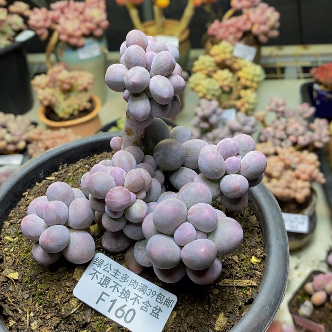 160香水手指奶多肉9c m