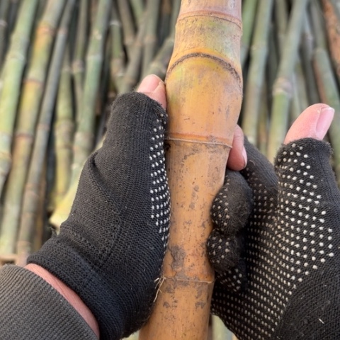 五***啦实心竹竹竹竹竹竹竹竹竹竹