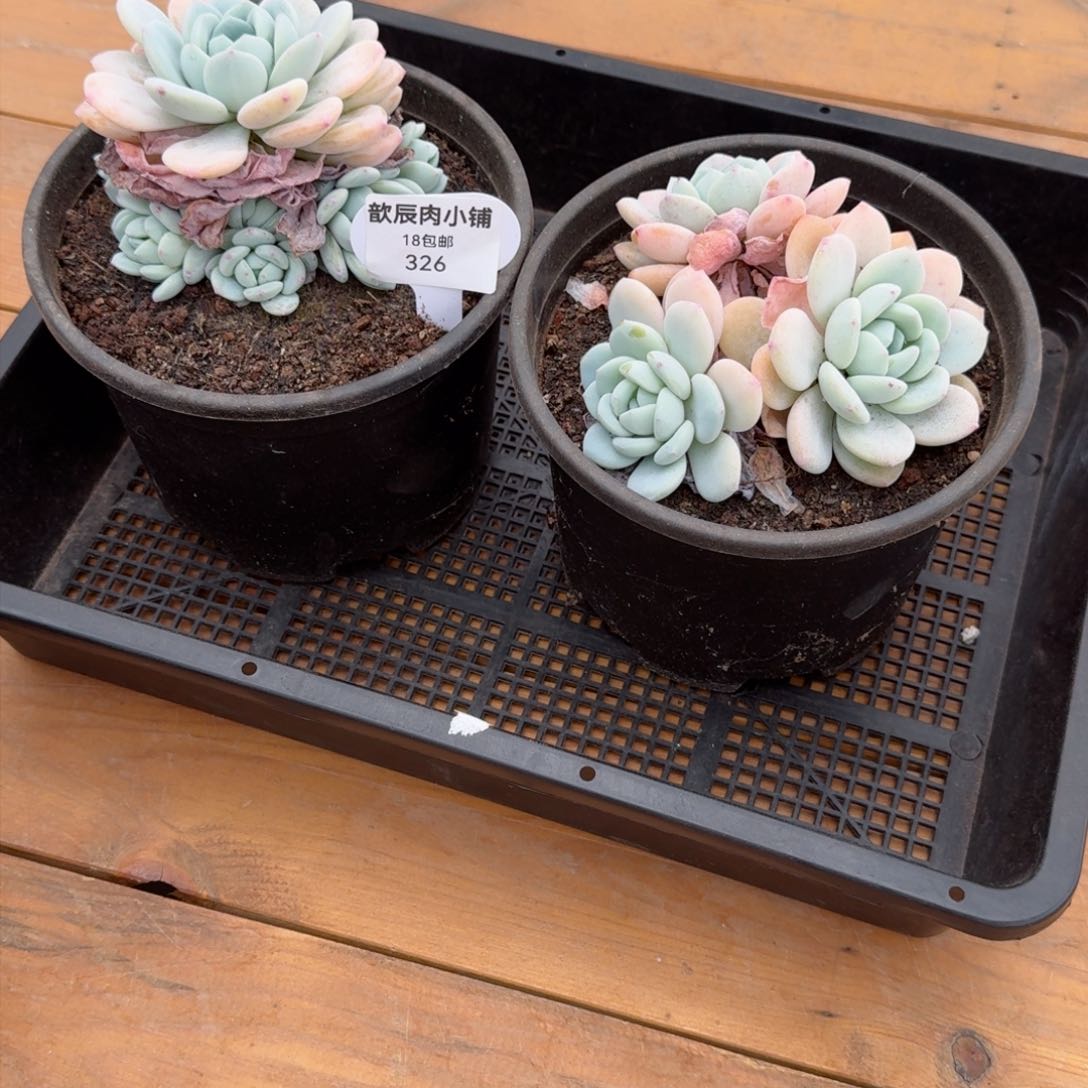 咖***乐多肉植物冷香两颗326