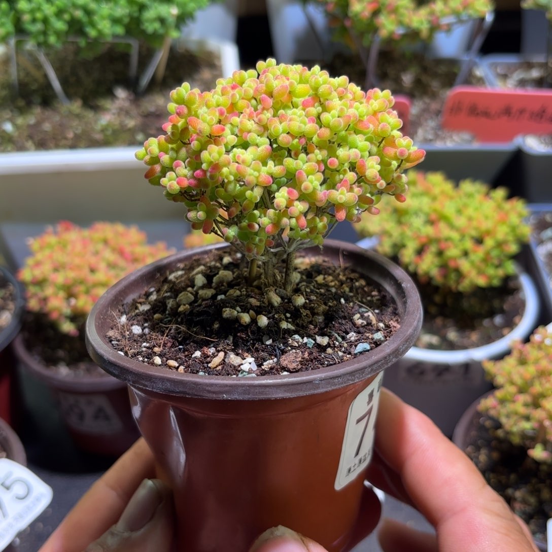 晴***枝干番杏密橘糖球741